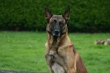 MALINOIS 1089